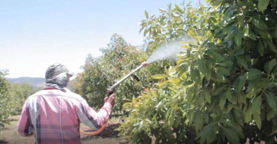 Veneno en los aguacates: la agroindustria en el nevado de Colima