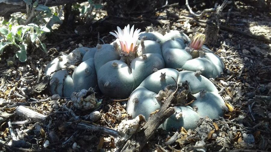 Wixaritari contra la despenalización del peyote en EUA y Canadá