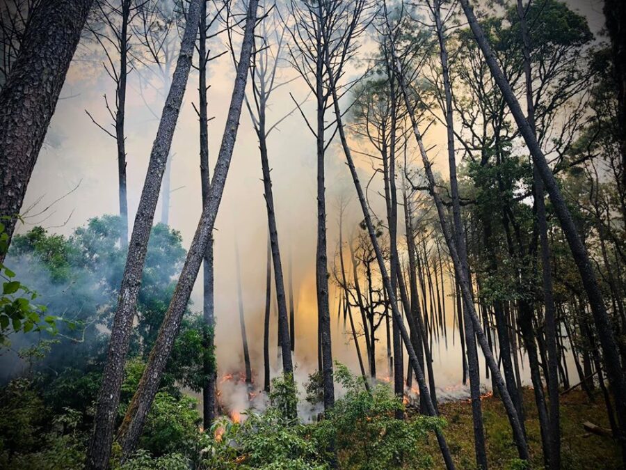 Incendio afecta 500 hectáreas de la Sierra de Manantlán; 46 brigadistas combaten el fuego