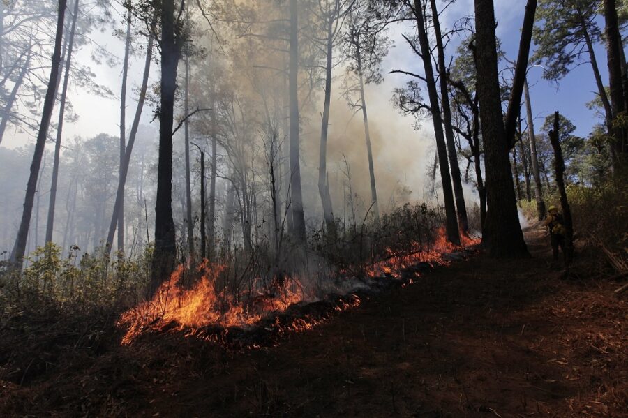 Incendio afecta Puerto Los Mazos; 35 brigadistas entran en combate