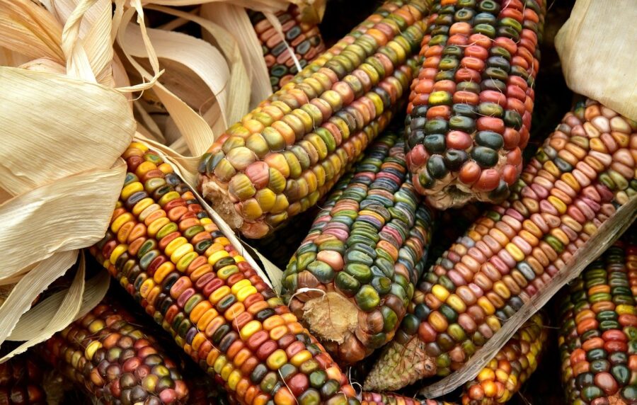 Juez ampara a Monsanto contra decreto para eliminar el glifosato; organizaciones le piden rectificar
