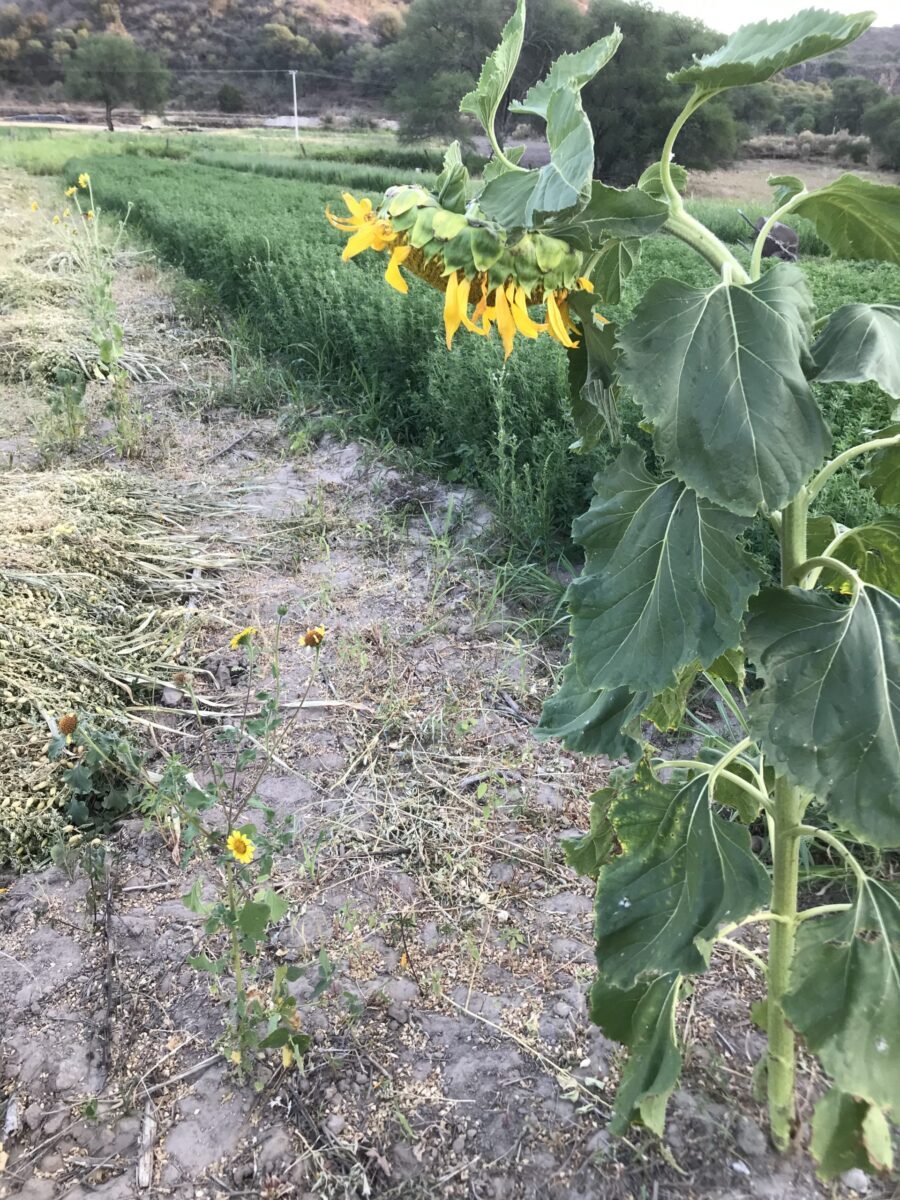 «Otro mercado es posible»; ITESO revisa proyectos agroecológicos ante crisis alimentaria