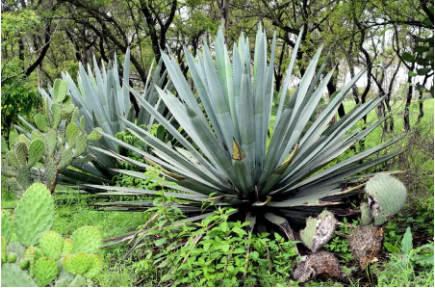Al rescate del agave endémico poblano