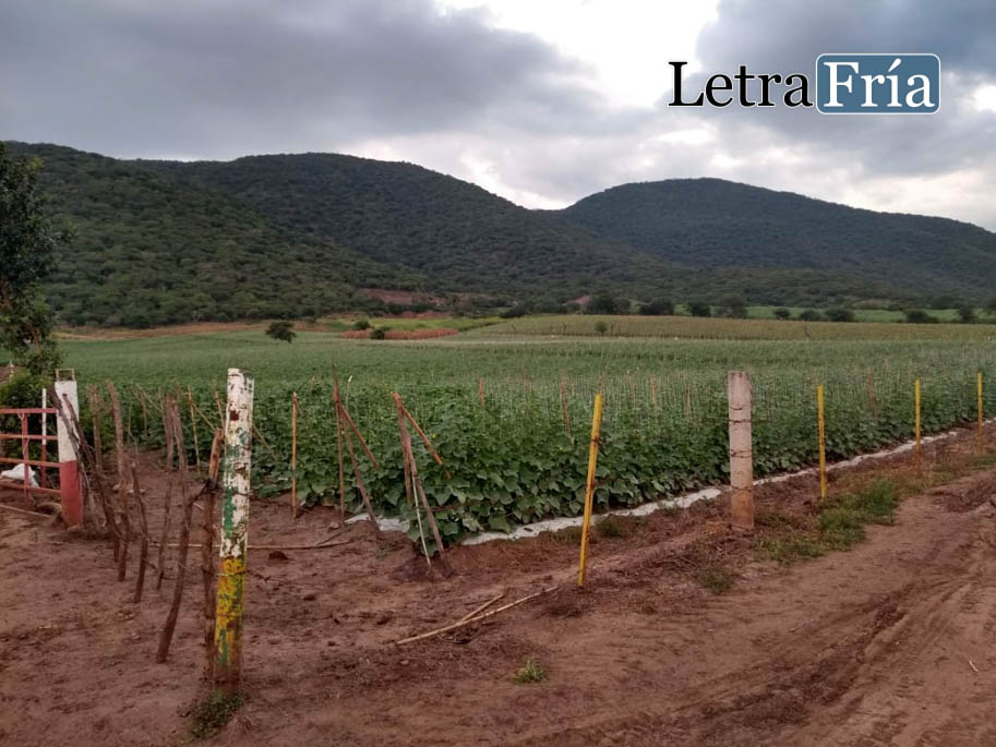 CEDH Jalisco emite recomendación ante caso de intoxicación por pesticidas en adolescentes de El Mentidero