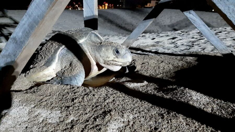 “Las tortugas no saben si hay pandemia, si hay dinero o no, ellas tienen que salir a desovar”