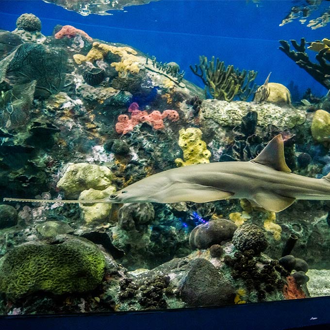 Detrás de las peceras del Acuario de Veracruz