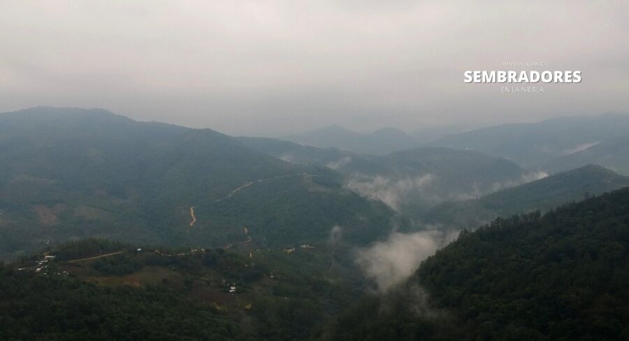 Amapola en la Sierra Mixe: el embarcadero estratégico al Golfo de México y el transístmico
