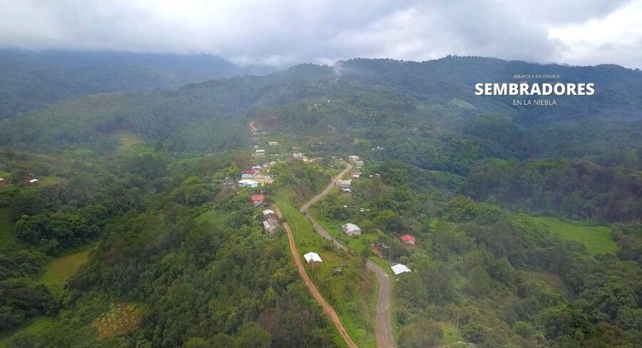 Amapola en la Nación Triqui: el puente de armas a las costas de Guerrero
