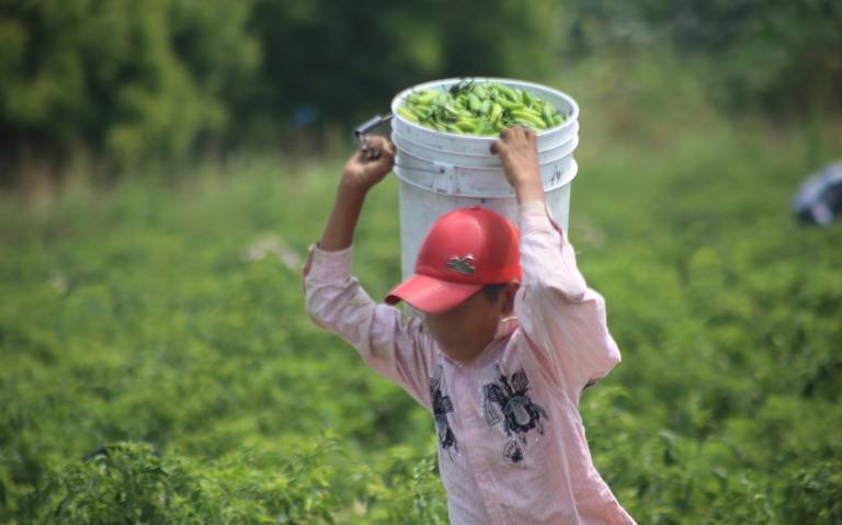 Trabajo infantil y niñez trabajadora no es lo mismo