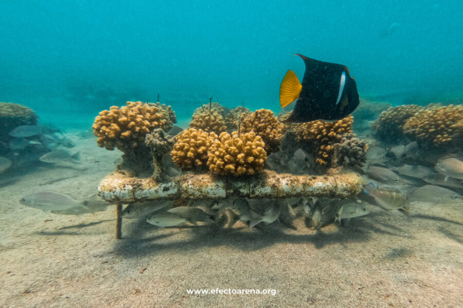Jardinería de coral: los viveros que florecen bajo el mar en México
