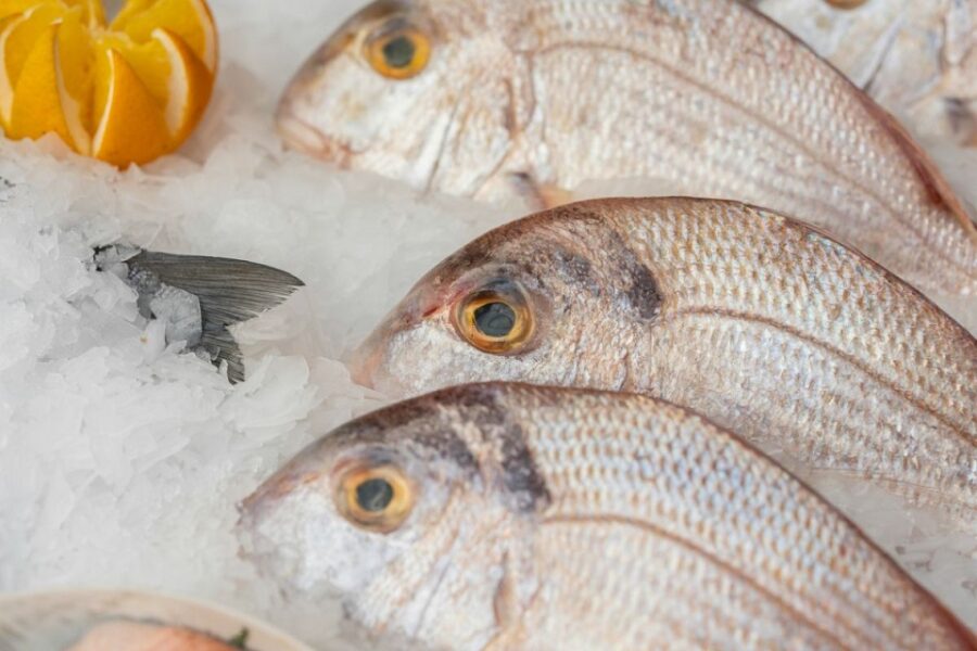 En México comemos pescado importado, pesqueros locales en crisis
