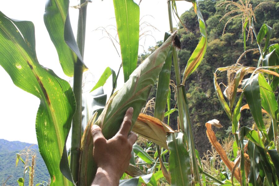 Maíz de húmedo en Jala: identidad, resistencia y agroecología en Nayarit