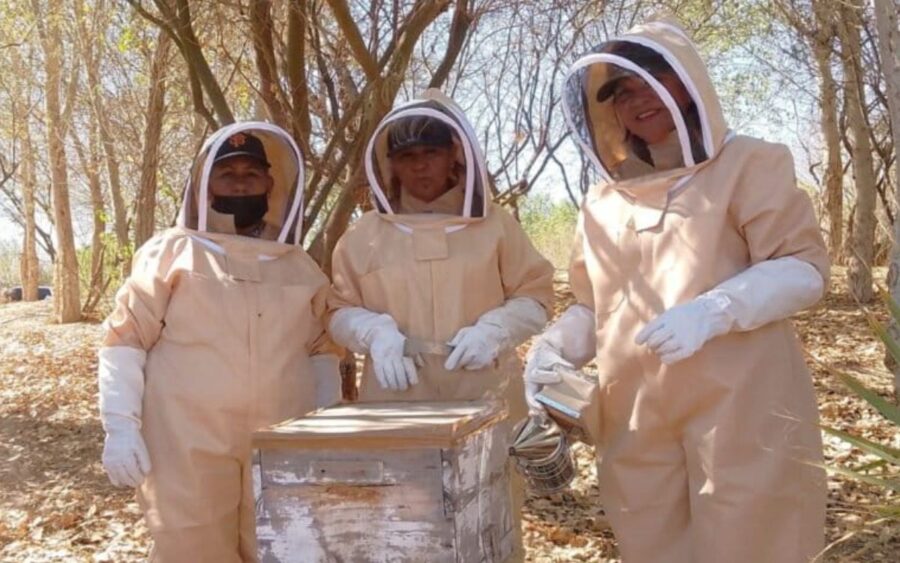 Revivir al Río Colorado: utilizan abejas y agua para restaurar el delta que unía a Estados Unidos con México