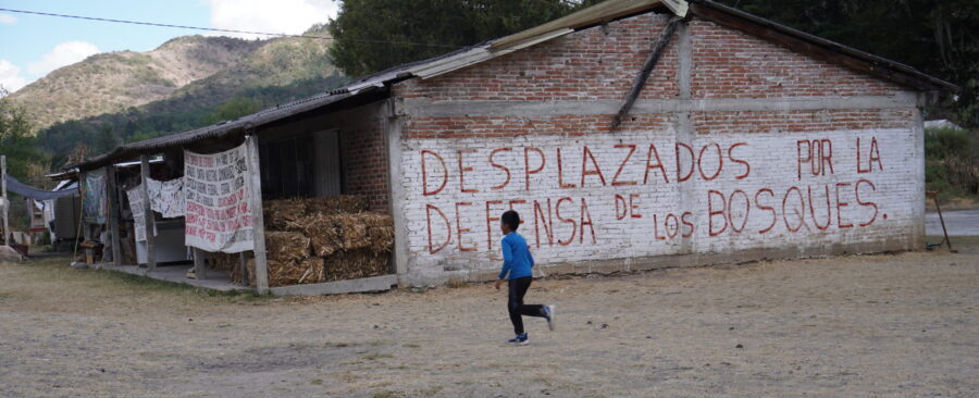 Cuatro años sin Irma Galindo, la defensora desaparecida por defender su bosque y las comunidades que se desplazaron