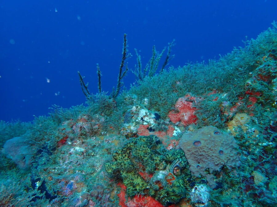 El mapa oculto del Golfo de México: 125 arrecifes y ecosistemas submarinos descubiertos
